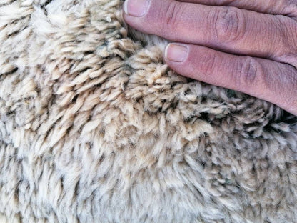 Shaggy rug, organic wool long pile 4'9x8  unique hand made bed rug, bohemian traditional